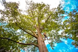 Best Tree Disease Treatment  in East Rochester, NY