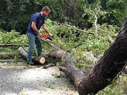 Best Emergency Tree Removal  in East Rochester, NY