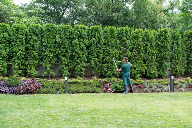 Best Fruit Tree Pruning  in East Rochester, NY