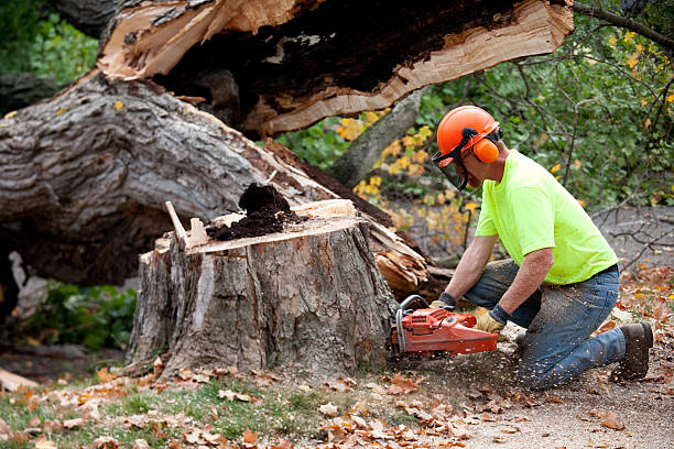 East Rochester, NY Tree Removal Company