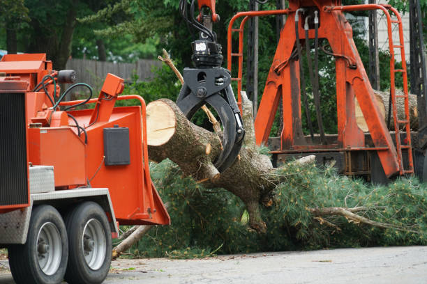 Best Storm Damage Tree Cleanup  in East Rochester, NY